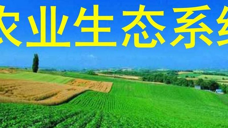草莓种植专用肥料如何选择：关键要素与误区解析