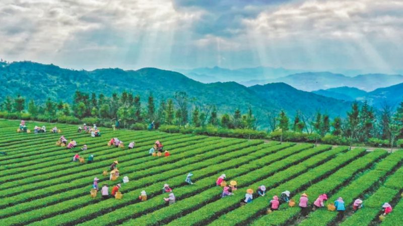 生物防治公司排名背后的考量因素