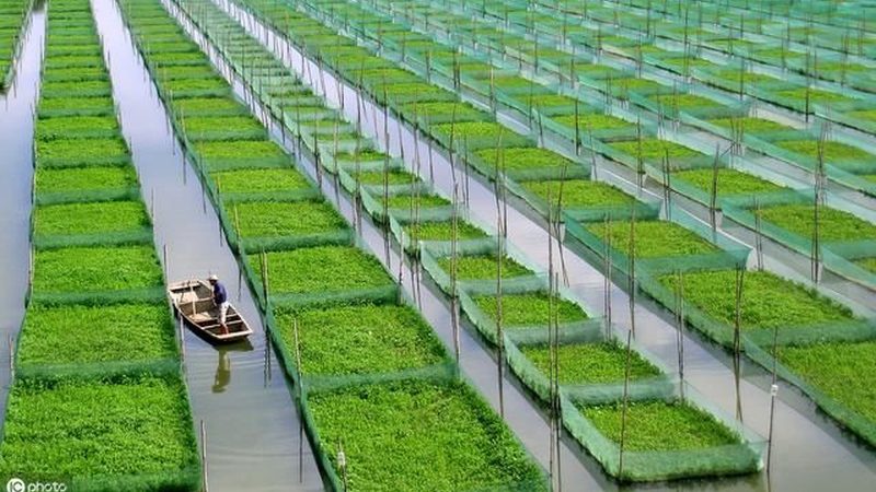 水果种植加盟代理模式解析：模式区别与选择要点
