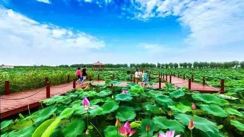 现代农业产业园项目申报：关键要素与注意事项**