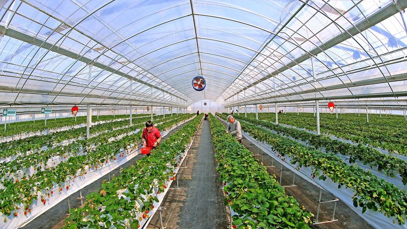 种植培训课程大纲：如何提升农业种植技能**