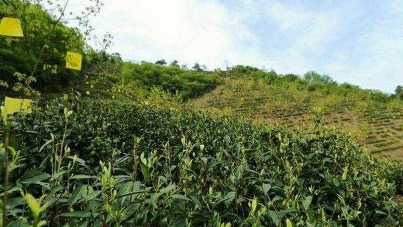 河南大棚水果种植成本解析：如何降低成本，提高效益**