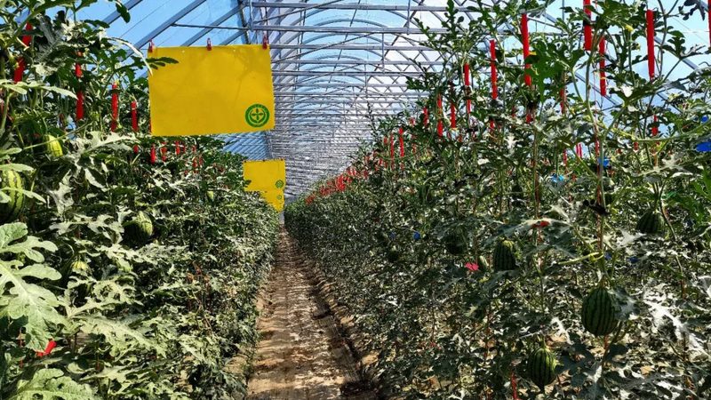 农民专业合作社分红协议：构建公平透明的利益分配机制