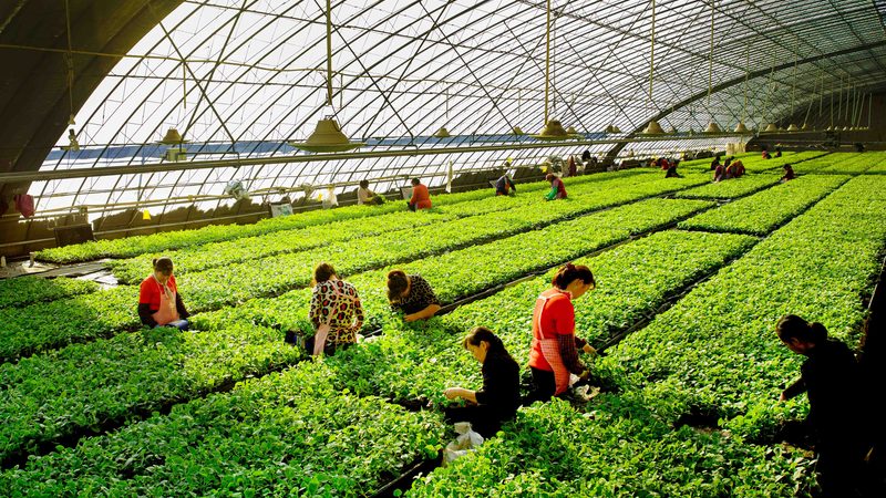 果蔬采摘机器人：农业现代化的智能助手