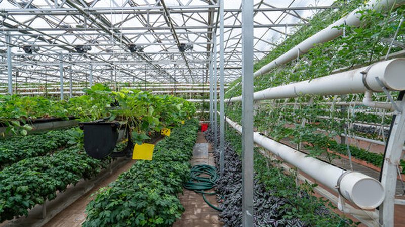 农业产业园种植品种加盟：如何选择与趋势分析