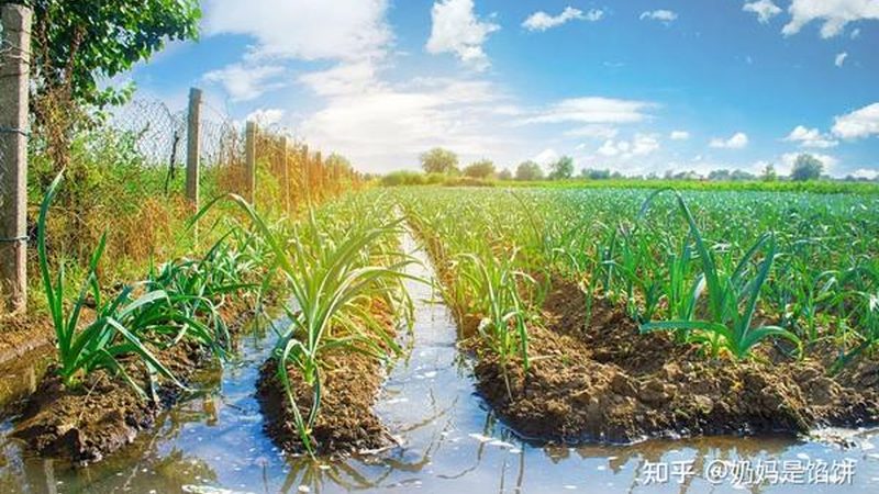 定制农资，助力现代农业发展**