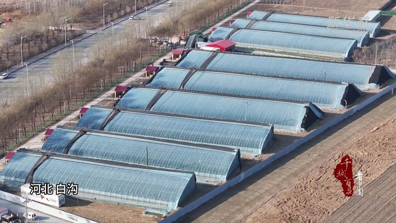 农产品配送合同范本：保障交易安全的法律依据**